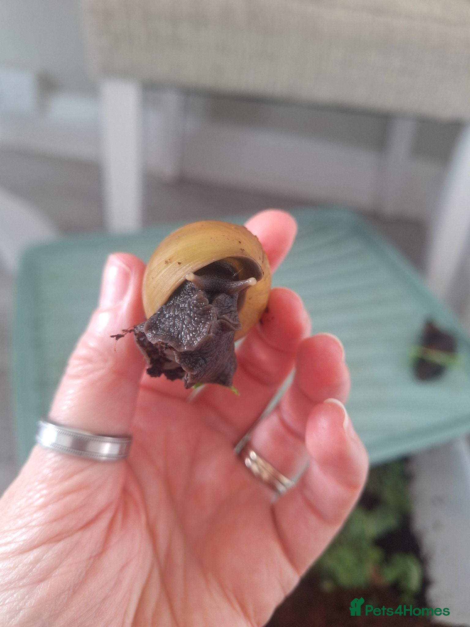 Snails invertebrates 8 african land snails about 3 inches - Advert 6