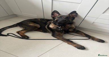 German Shepherd dogs Dark Sable German Shepherd Puppy (Male) - Advert 13