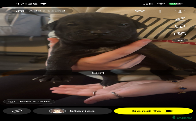 Mixed Breed dogs - Advert 1