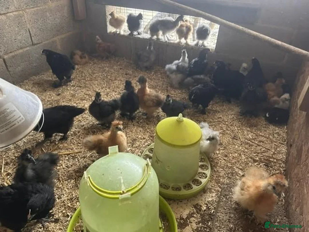 Chickens poultry for sale: Silkie hens 16 weeks old - Advert 5