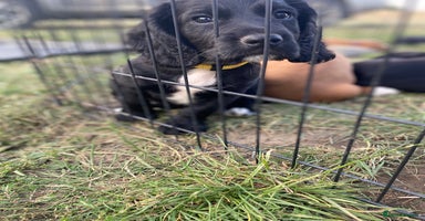 Cocker Spaniel dogs - Advert 16