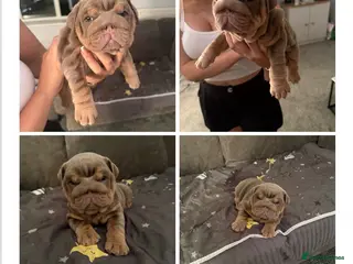 English Bulldog dogs Last girl left kc registered top pedigree - Advert 2