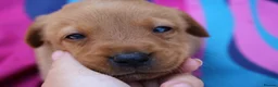 Labrador Retriever dogs for sale: Red lab pups - Advert 5