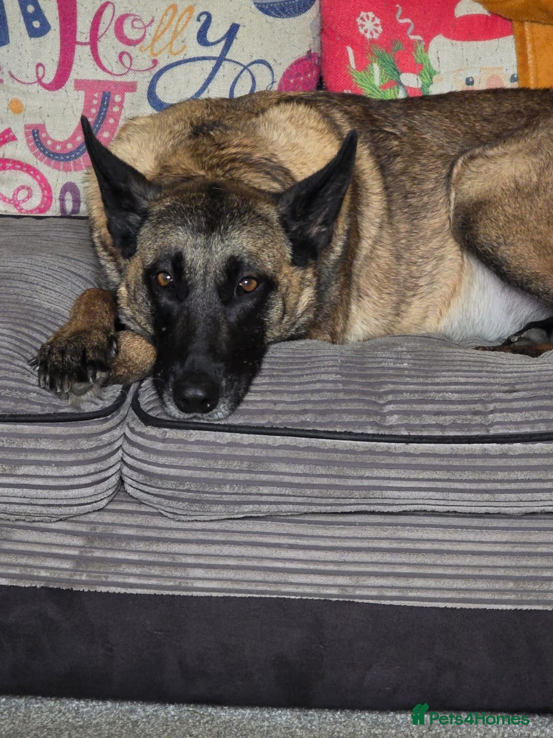 Belgian Shepherd Dog dogs for sale: Calm, loving Athena - Image 11