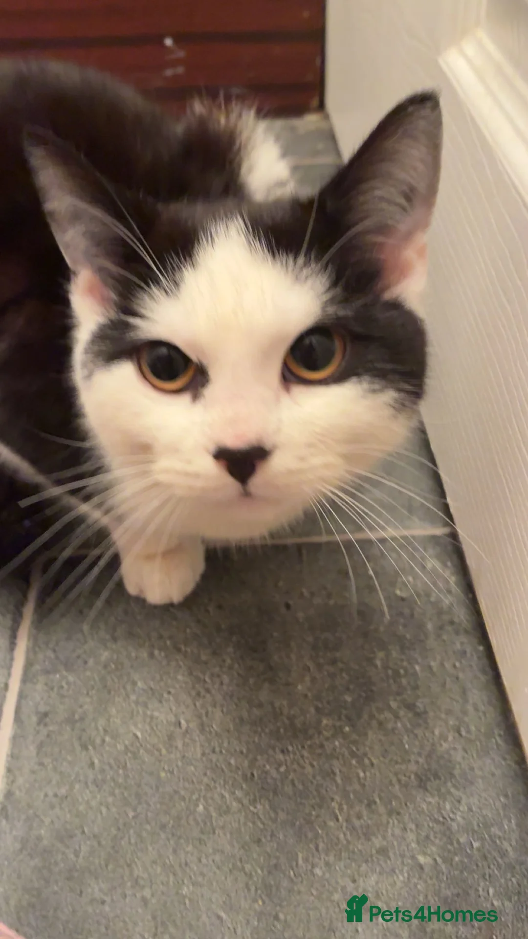 British Shorthair cats for sale: 4 cats for rehoming  - Advert 4