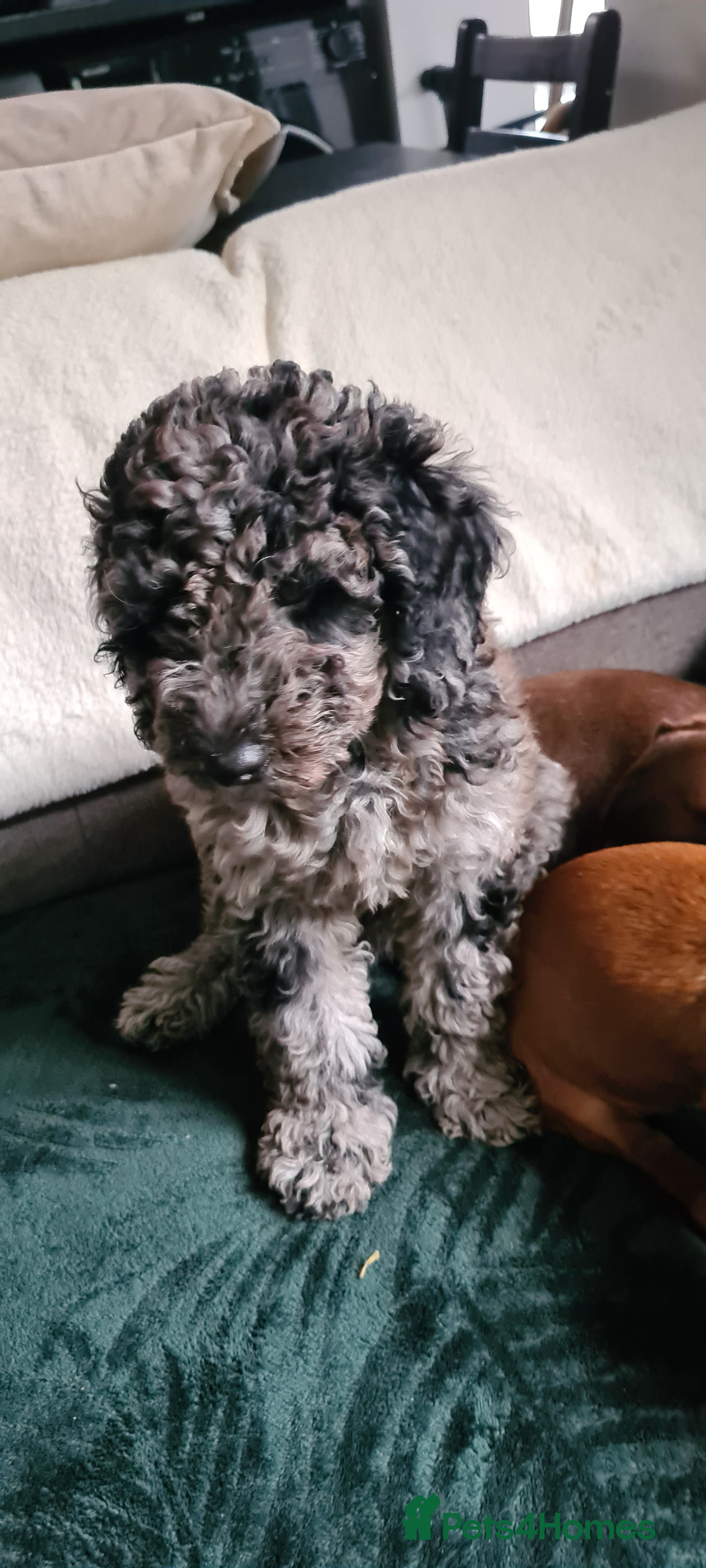 Goldendoodle dogs  Stunning Merle goldendoodle male - Advert 5