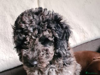 Goldendoodle dogs Stunning Merle goldendoodle male - Advert 5