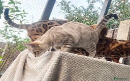 Bengal cats for sale: Young Bengals Males & Females - Image 9