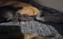 Mixed Breed dogs for sale: Female french bulldog pup - Advert 10