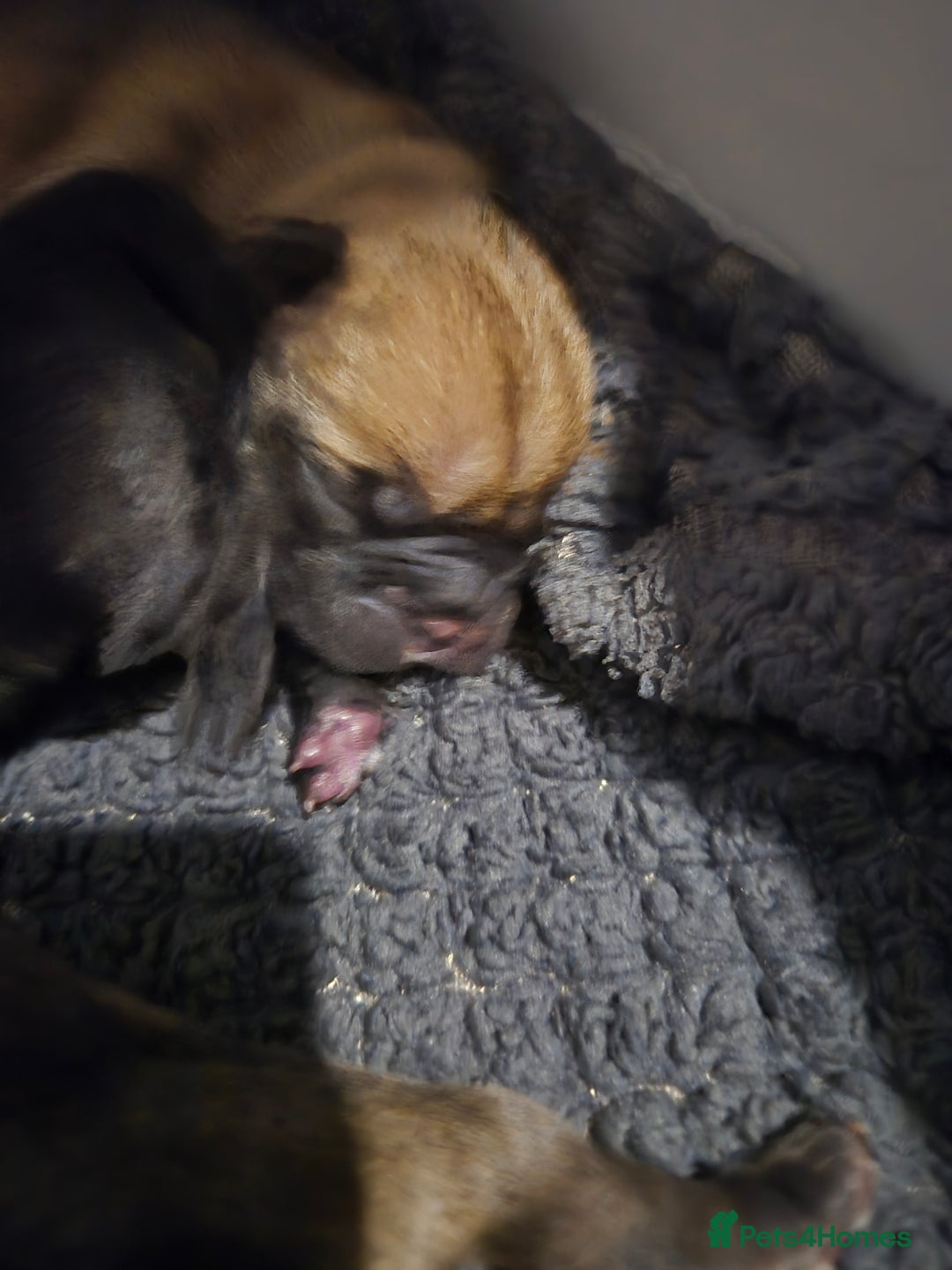 Mixed Breed dogs for sale: Female french bulldog pup - Advert 10