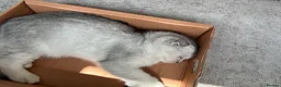 Scottish Fold cats for sale: Scottish Fold - Advert 12