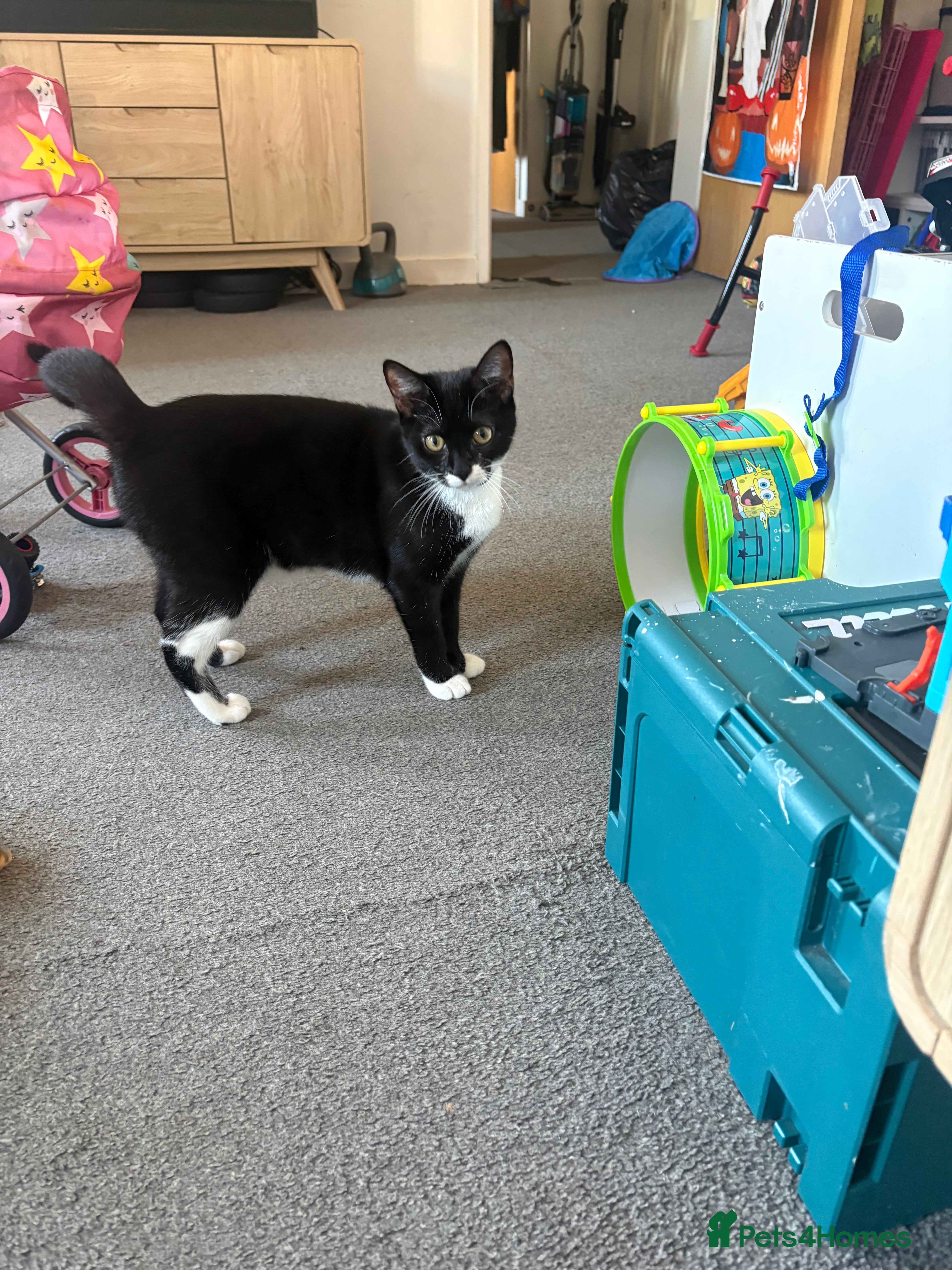 Mixed Breed cats for sale: This is socks  - Advert 15