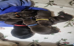 Labrador Retriever dogs for sale: Pedigree Labrador puppies - strong and healthy  - Image 2