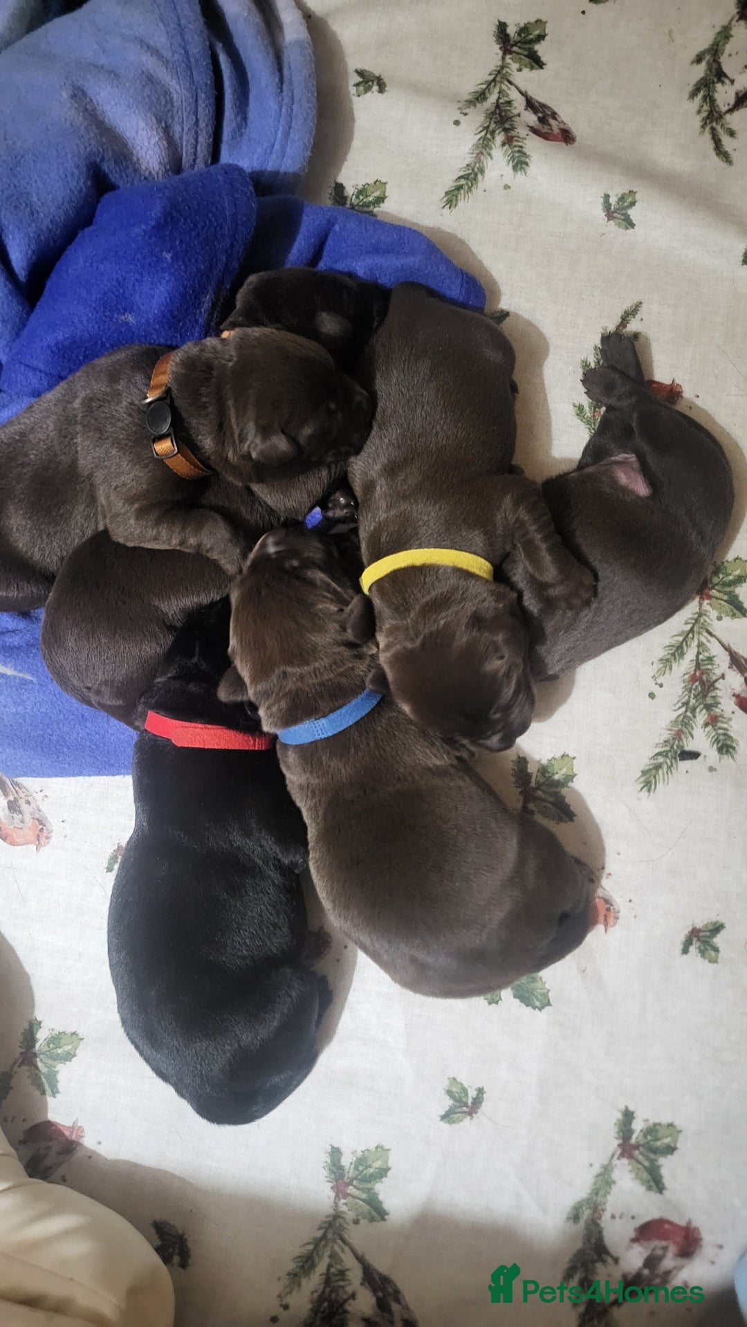 Labrador Retriever dogs for sale: Pedigree Labrador puppies - strong and healthy  - Image 2