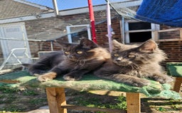 Maine Coon cats for sale: Maine coon boys - Image 7