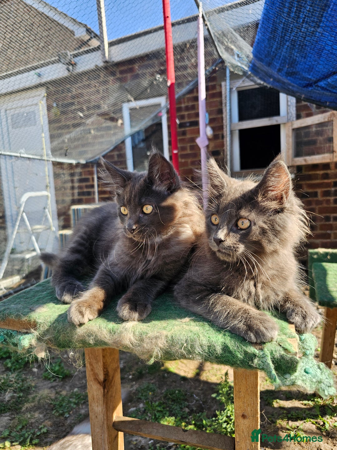 Maine Coon cats for sale: Maine coon boys - Image 7