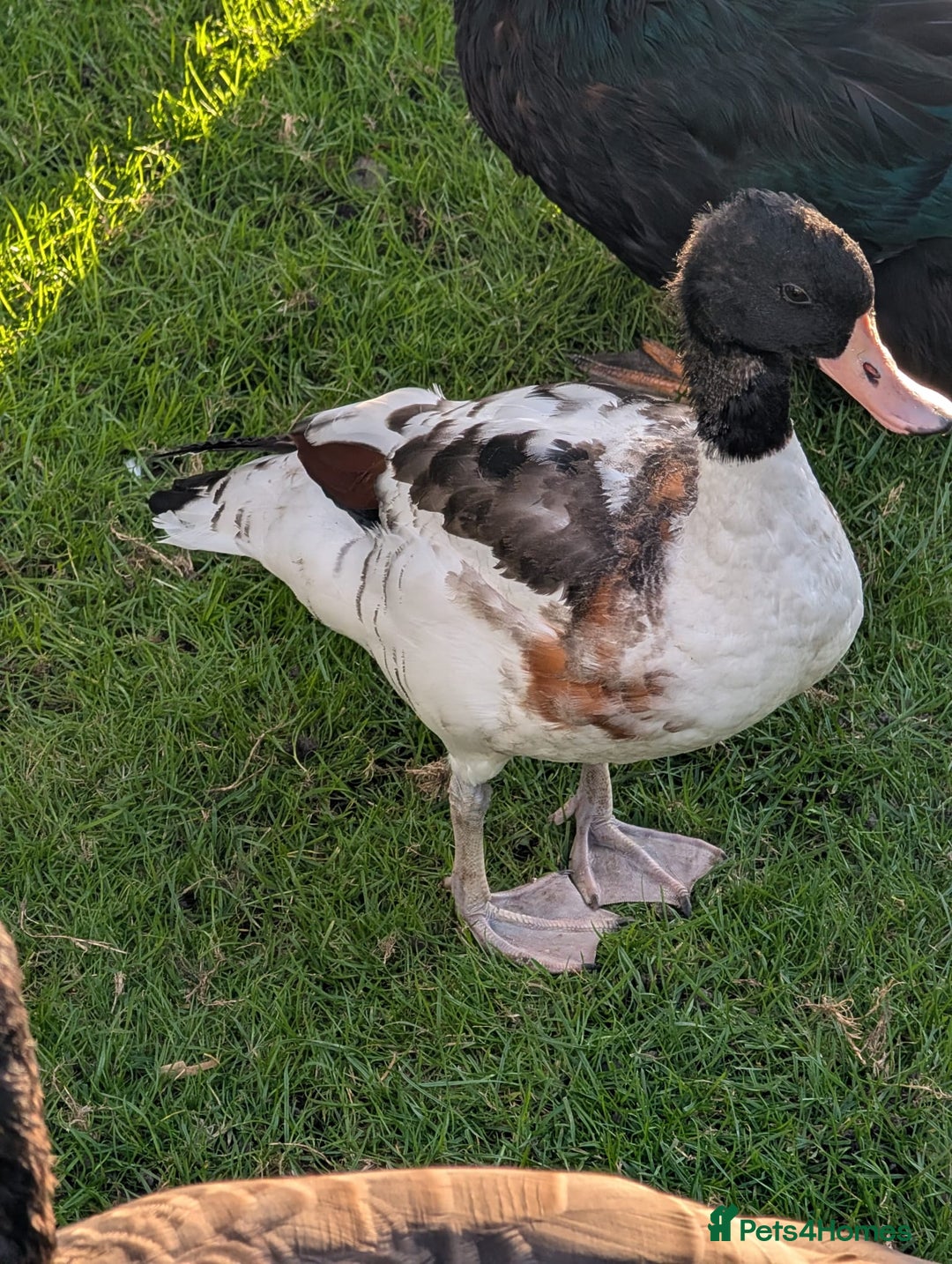 Chickens poultry for sale: Pair of Pochards and Pair of Shell ducks - Image 3