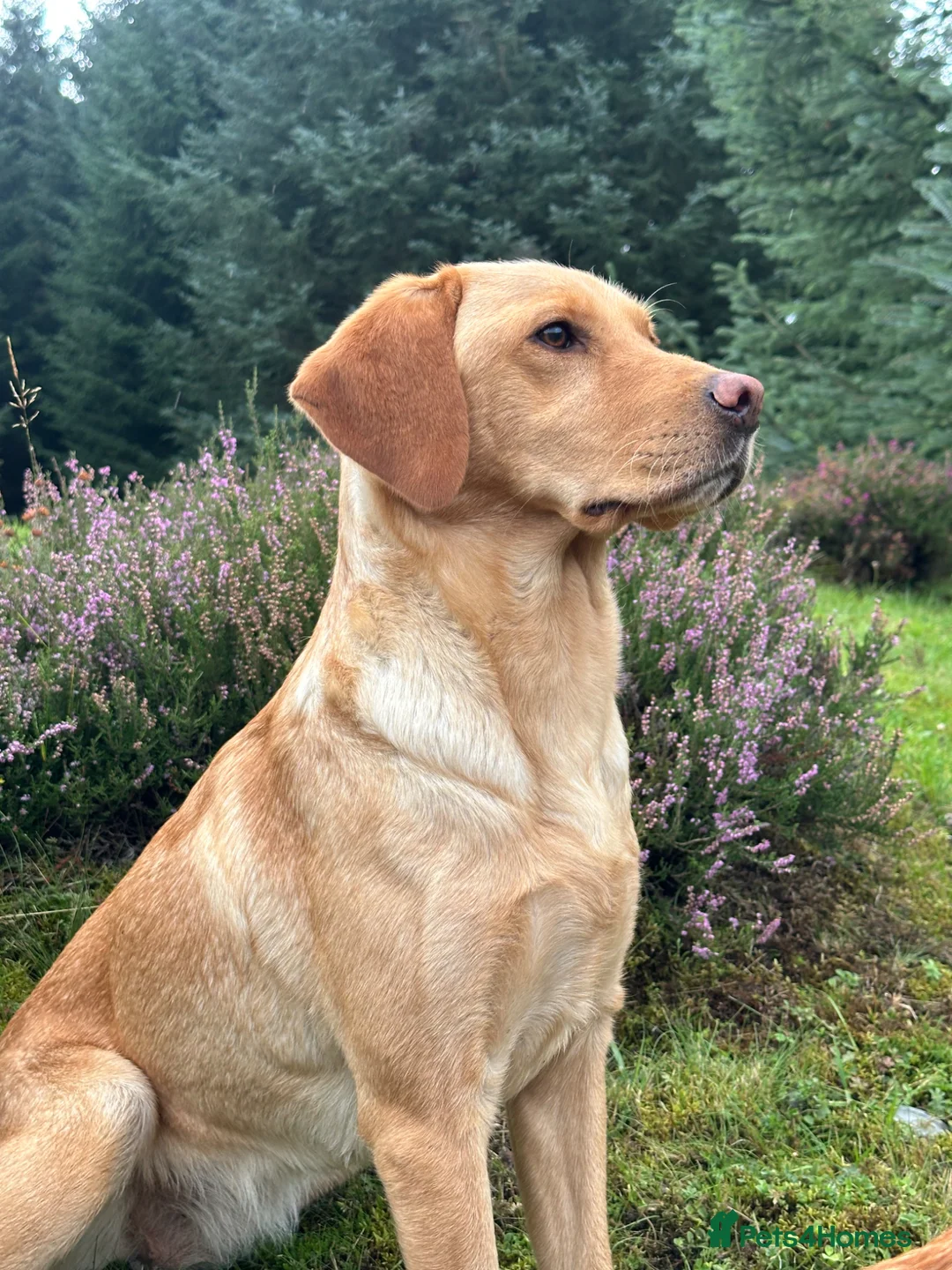 Labrador Retriever dogs for sale: Beautiful yellow Labrador bitches in Blairgowrie - Advert 1