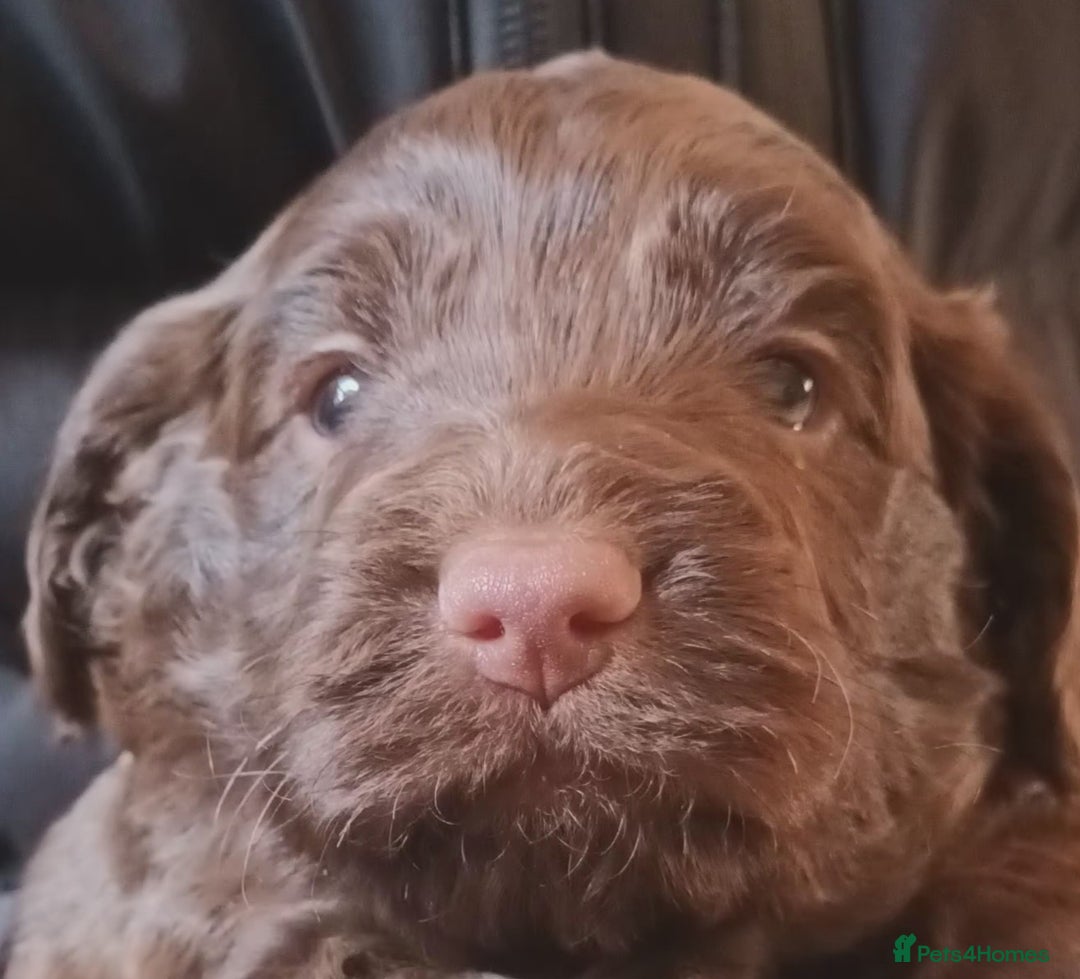 Cockapoo dogs for sale: Stunning F1 Chocolate Cockapoos - Advert 2