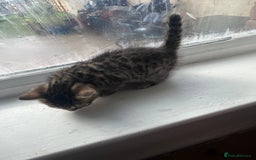 Bengal cats for sale: Bengal kittens - Image 2