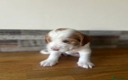 Cocker Spaniel dogs for sale: Baby Cocker Spaniels working type - Image 9
