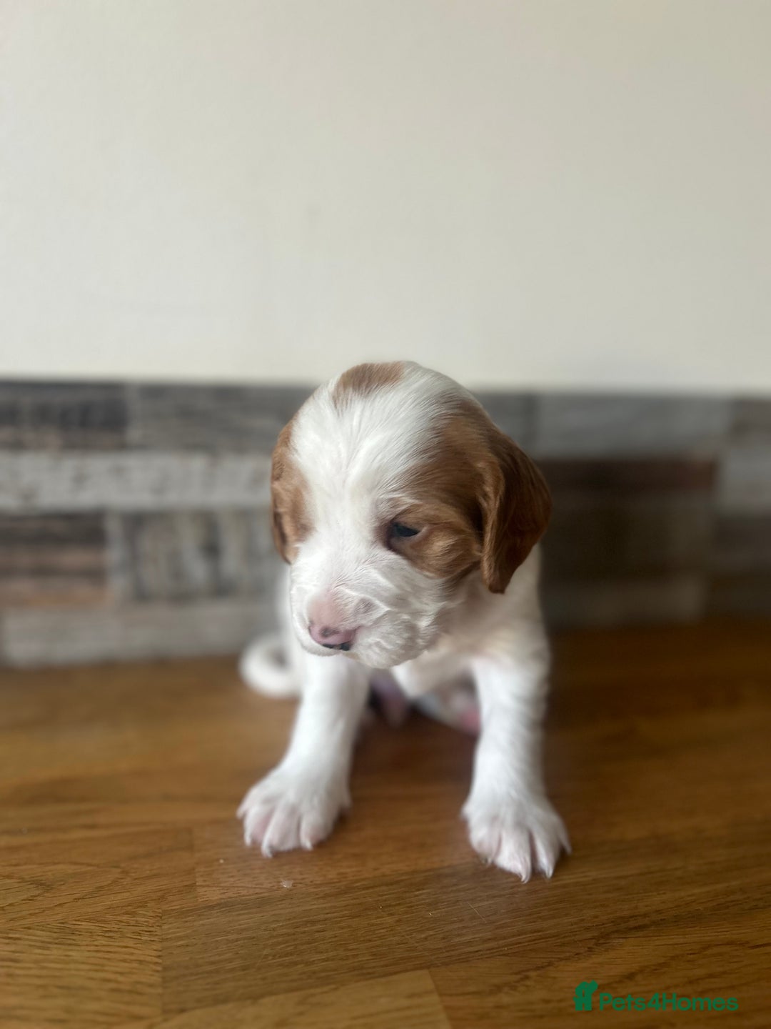 Cocker Spaniel dogs for sale: Baby Cocker Spaniels working type - Image 9