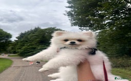 Pomeranian dogs for sale: 5 months Pomeranian puppy - Image 1
