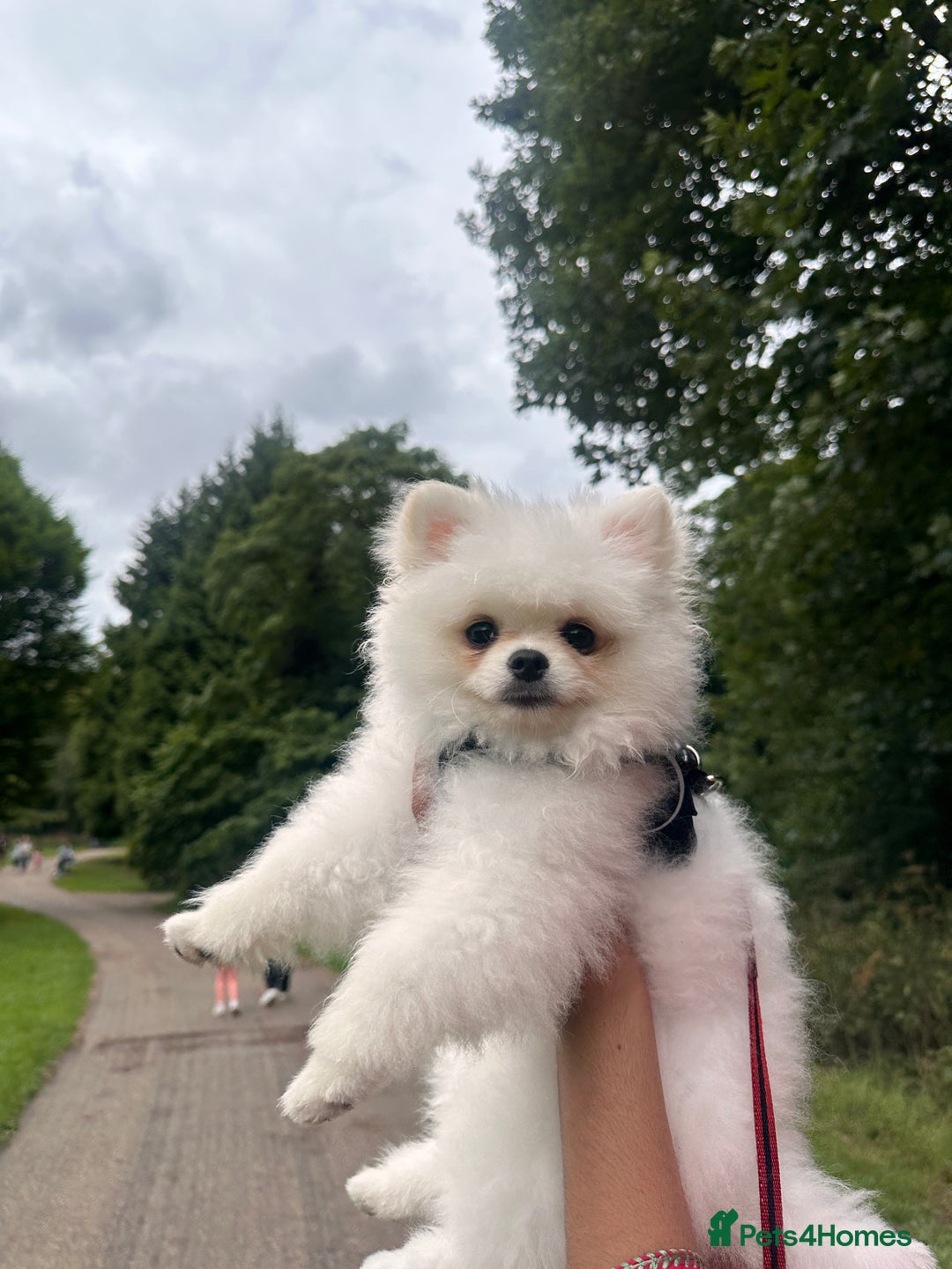 Pomeranian dogs for sale: 5 months Pomeranian puppy - Image 1
