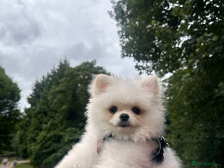 Pomeranian dogs - Advert 9