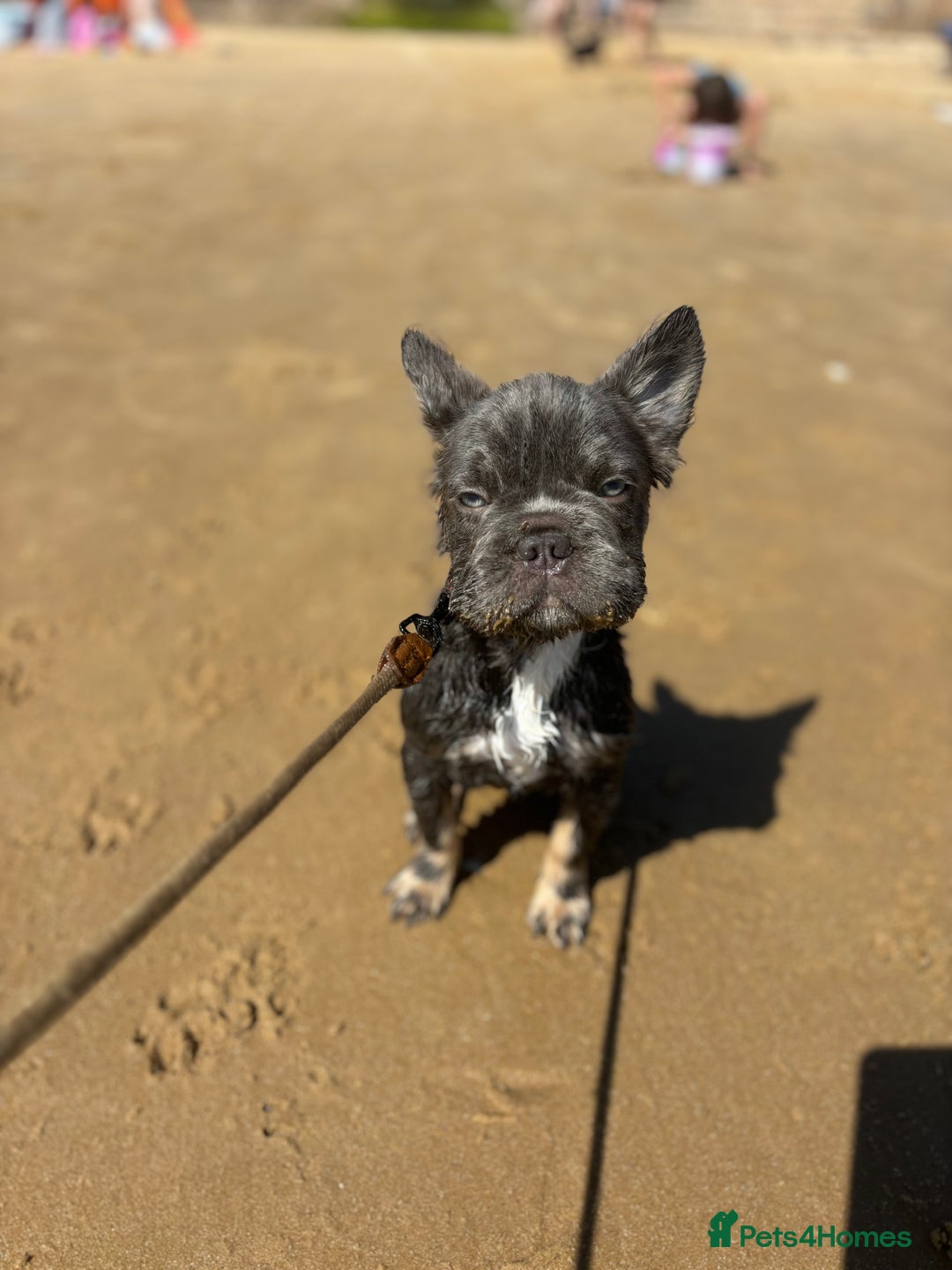 French Bulldog dogs for sale: Fluffy ** 5 month old  puppy  - Image 5