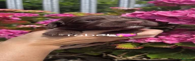 Sprocker 6