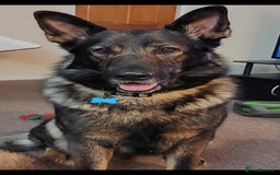 German Shepherd dogs for stud: GSD For Stud - Image 5