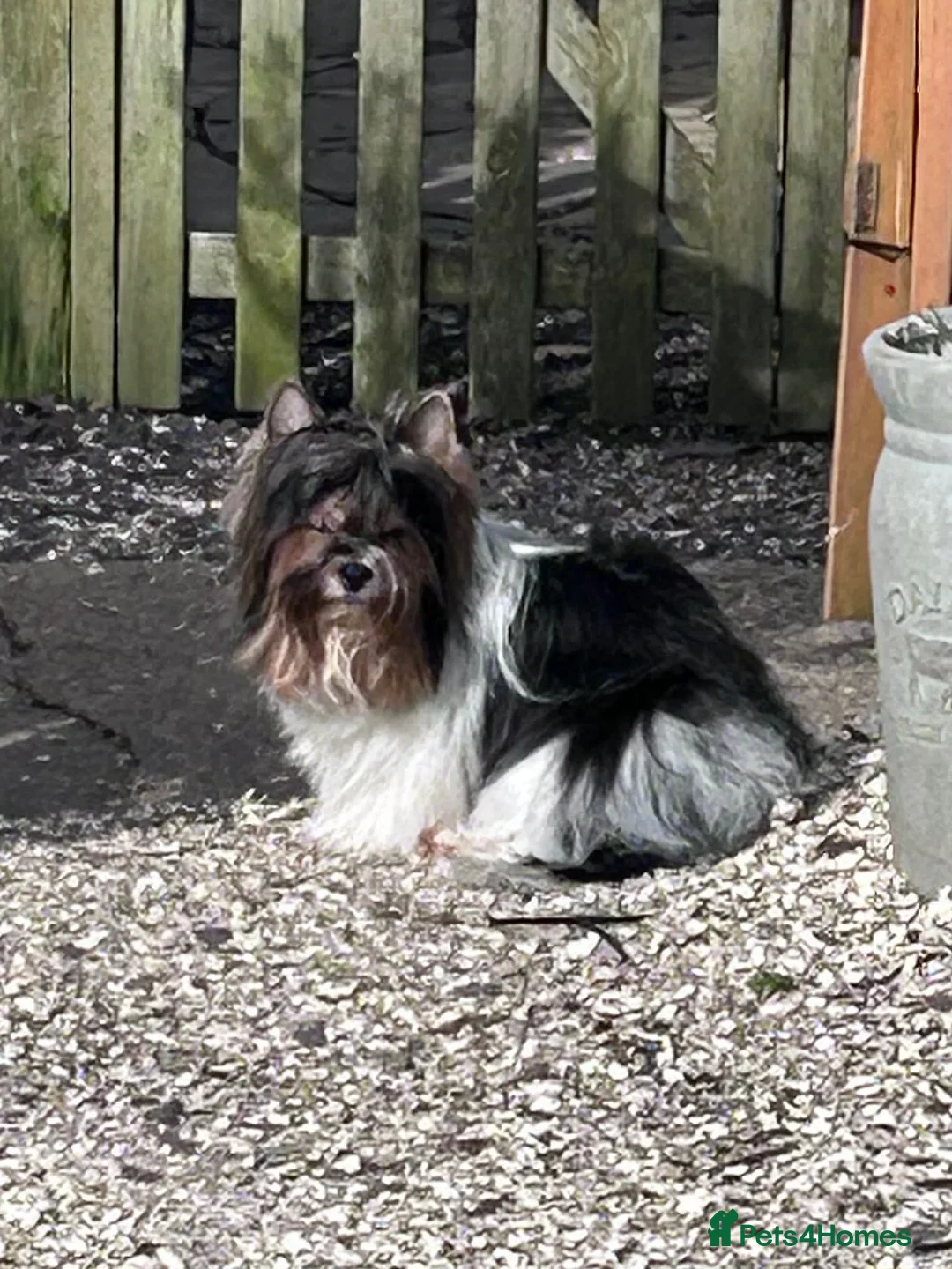 Biewer Terrier dogs for sale: Albus biewer boy kc registered reserved  - Advert 5