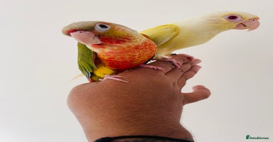 Conures birds - Advert 1