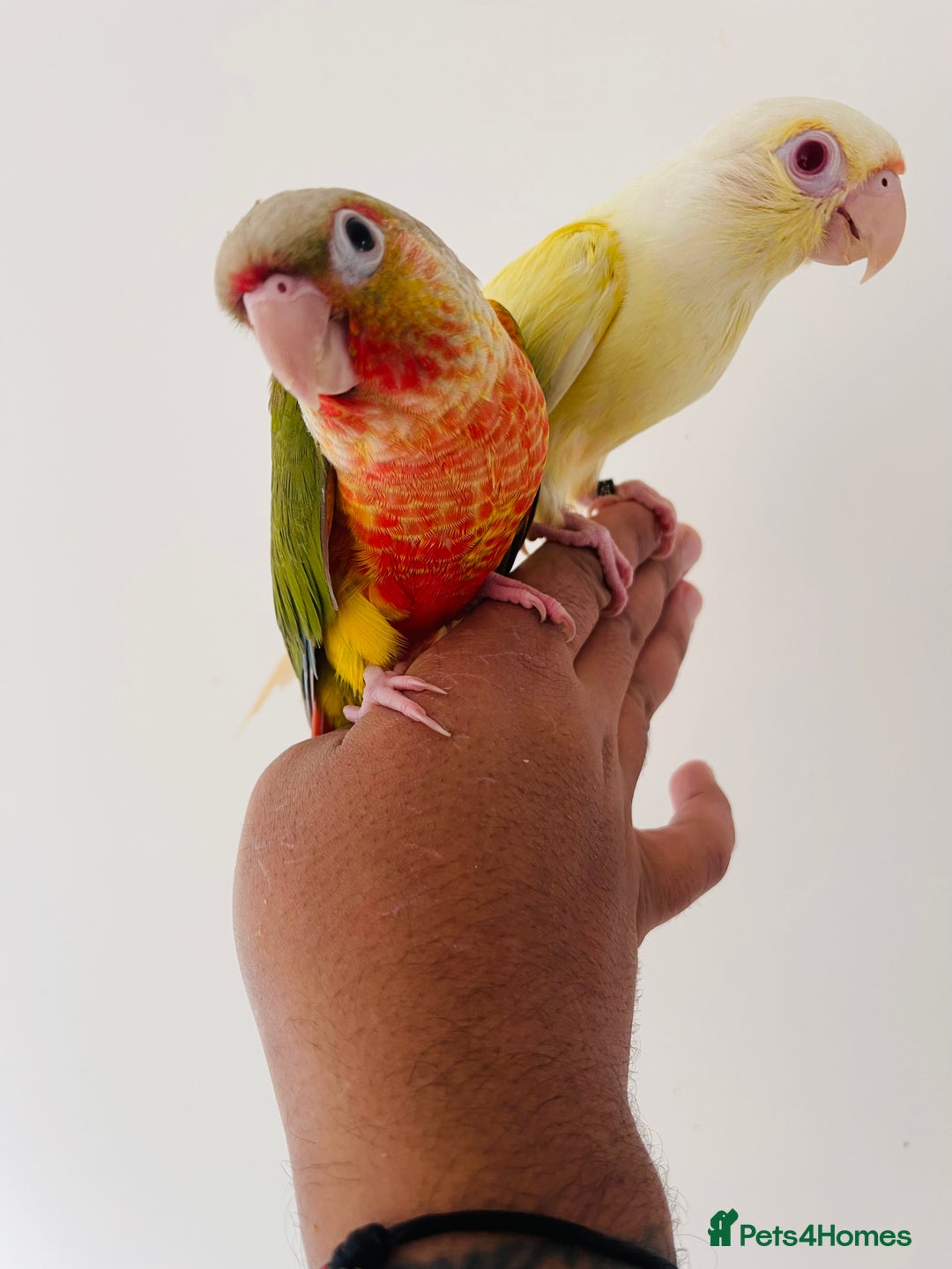 Conures birds for sale: Hand reared conures for sale  - Image 3