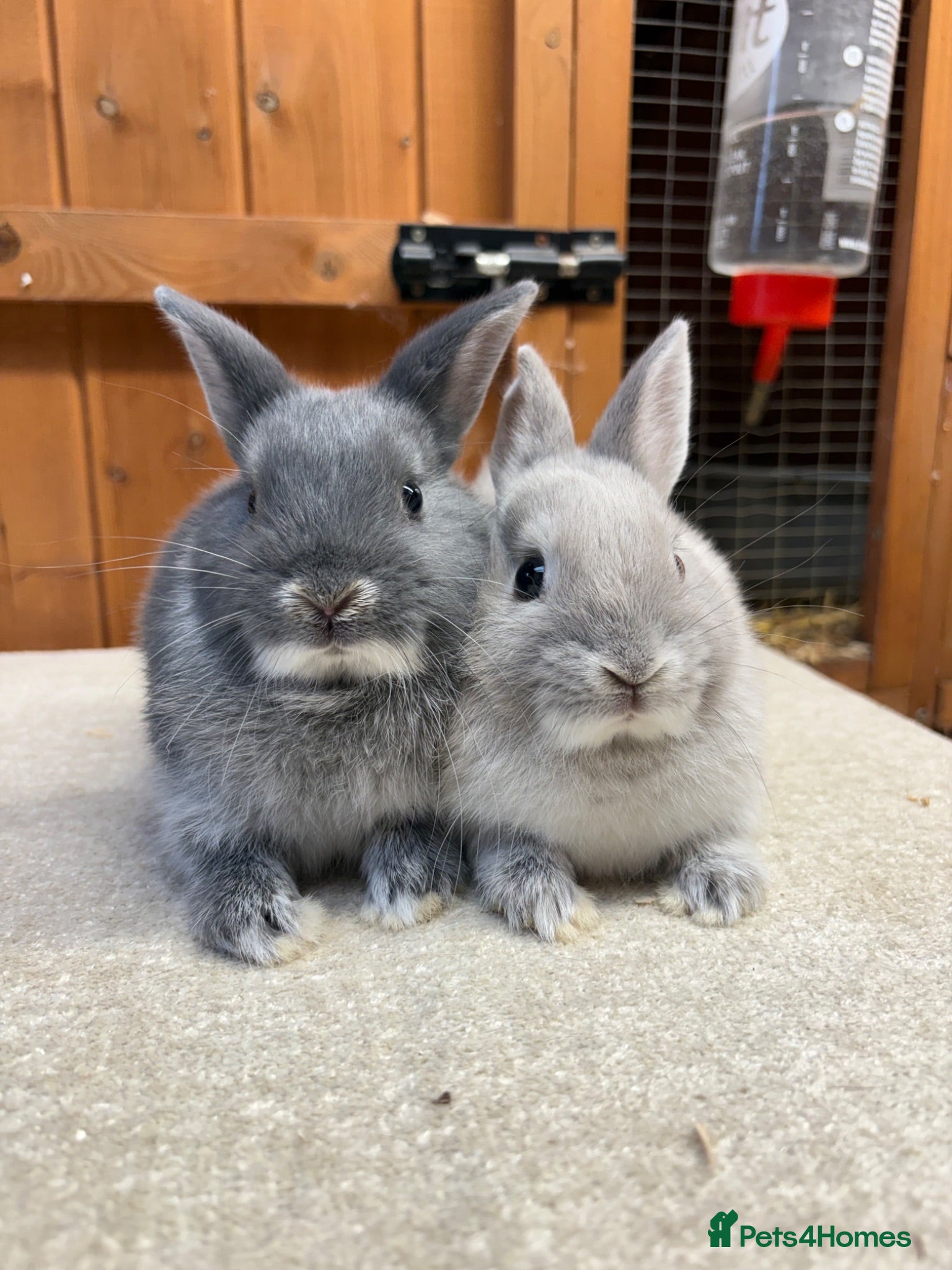 Netherland Dwarf rabbits Bonded sisters (vaccinated)  - Advert 1