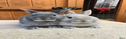 Netherland Dwarf rabbits for sale: Bonded sisters (vaccinated)  - Advert 1