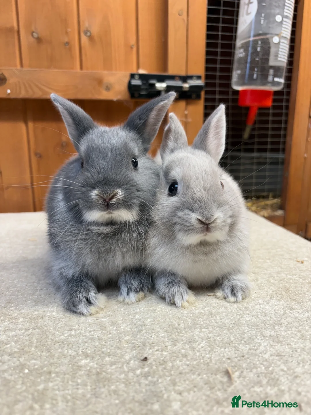Netherland Dwarf rabbits for sale: Bonded sisters (vaccinated)  - Advert 1