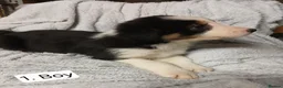 Border Collie dogs for sale: Outstanding Tri-Colour Border Collie Puppies - Advert 1