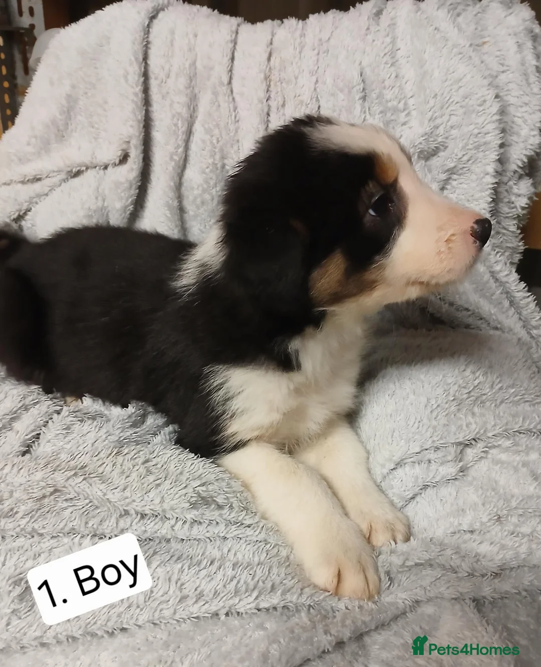 Border Collie dogs for sale: Outstanding Tri-Colour Border Collie Puppies - Advert 1