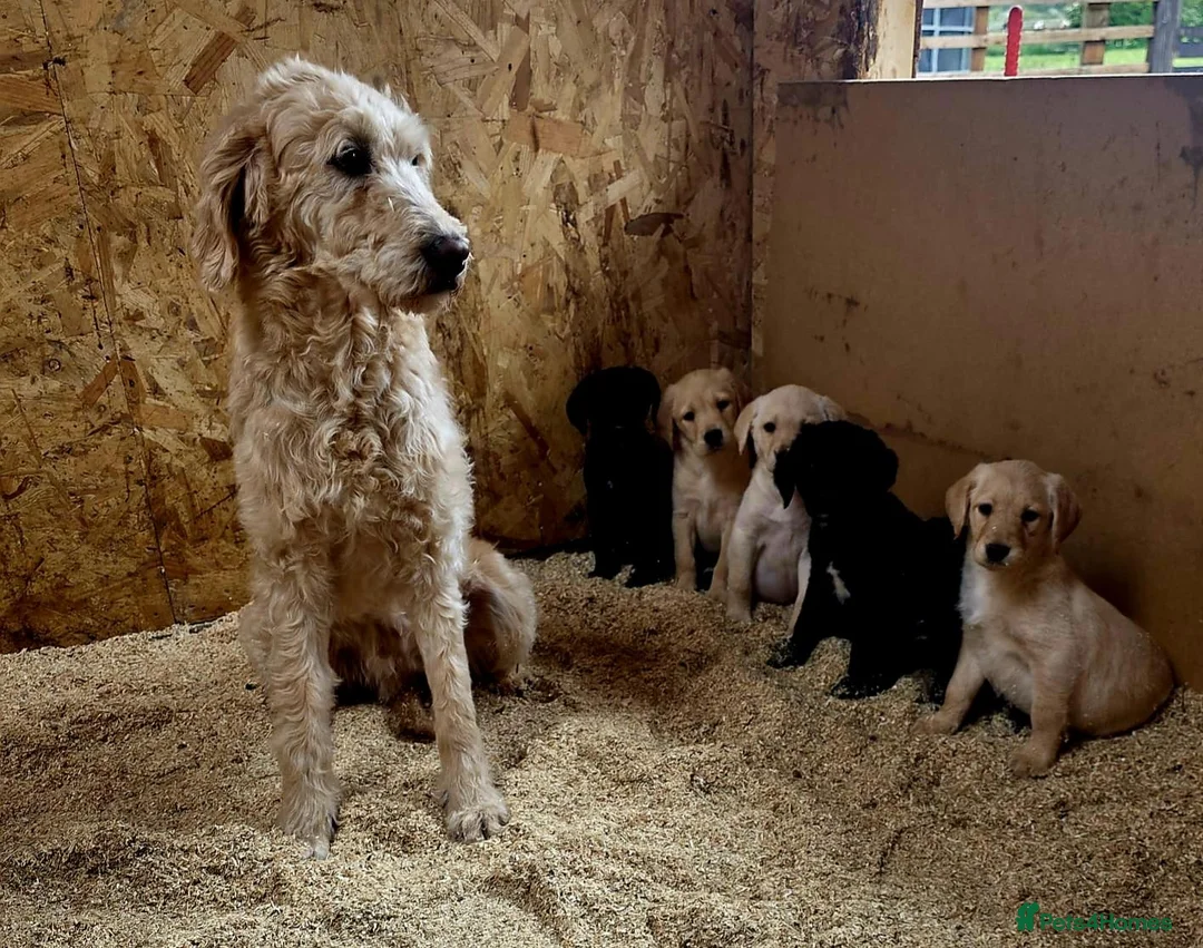 Labradoodle dogs for sale: Gold Labradoodle boy puppy - Advert 2