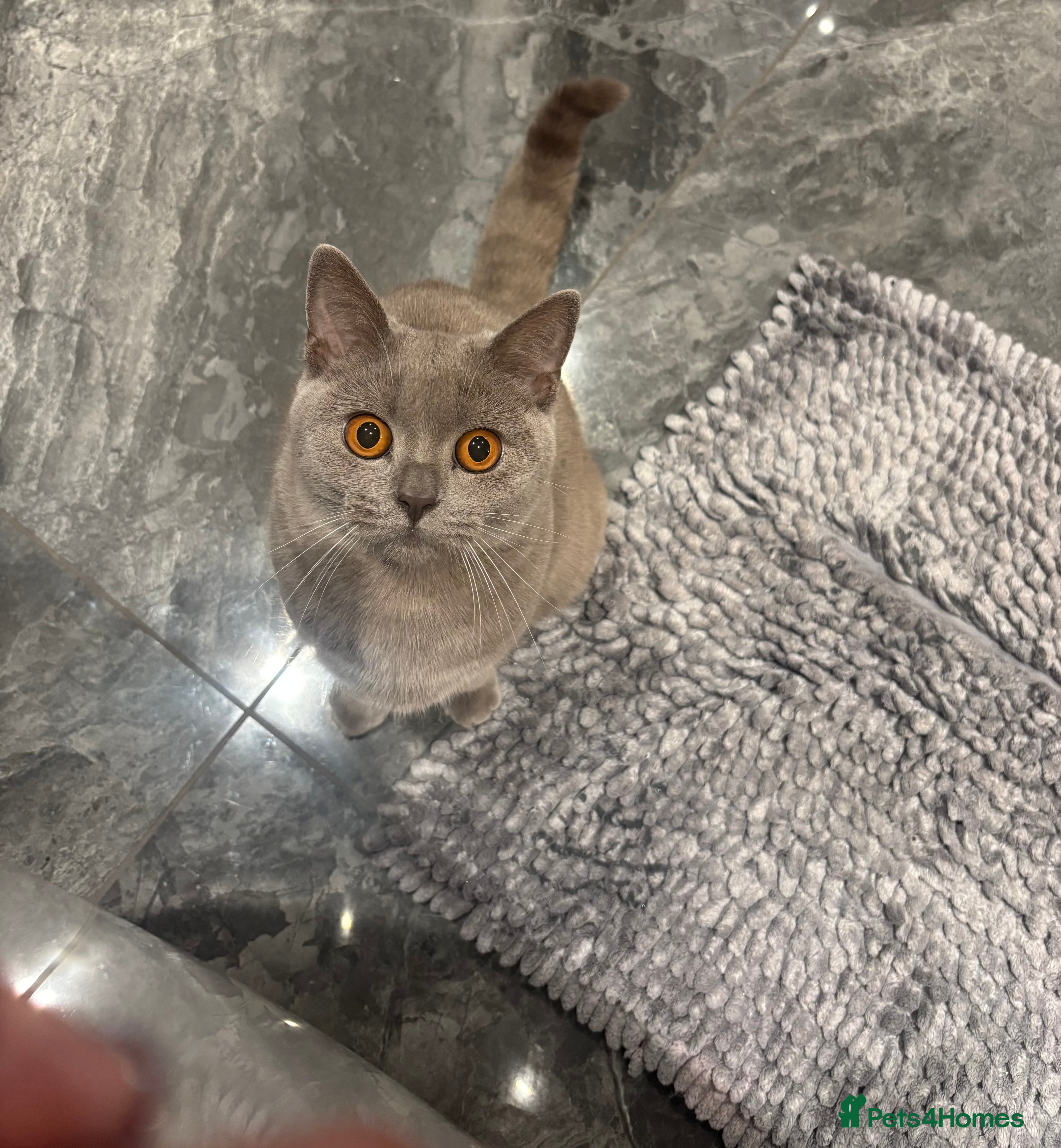 British Shorthair cats Pure lilac short haired Fe asmale kitten  - Advert 3