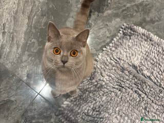 British Shorthair cats Pure lilac short haired Fe asmale kitten - Advert 3