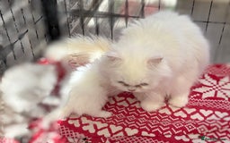 Persian cats for sale: Pure chinchilla doll face Persian kittens - Image 14