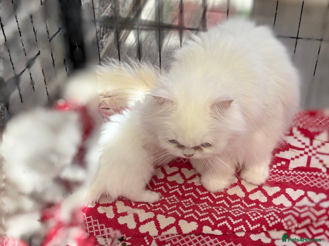 Persian cats for sale: Pure chinchilla doll face Persian kittens - Image 14