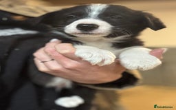 Border Collie dogs for sale: Pure Bred Border Collie Puppies For Sale - Image 22