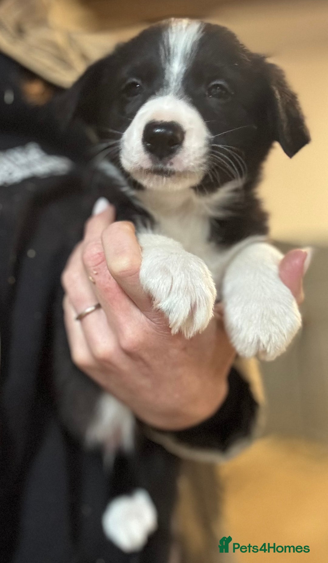 Border Collie dogs for sale: Pure Bred Border Collie Puppies For Sale - Image 22