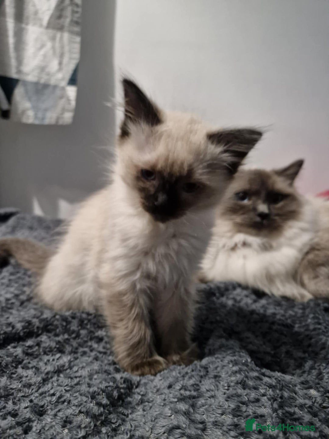 Ragdoll cats for sale: Seal Point Ragdoll – Boy Looking for a Loving Home - Advert 6