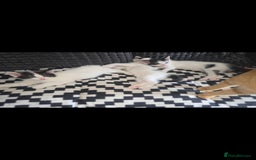 Mixed Breed cats for sale: Domestic short hair x Ragdoll - Image 2