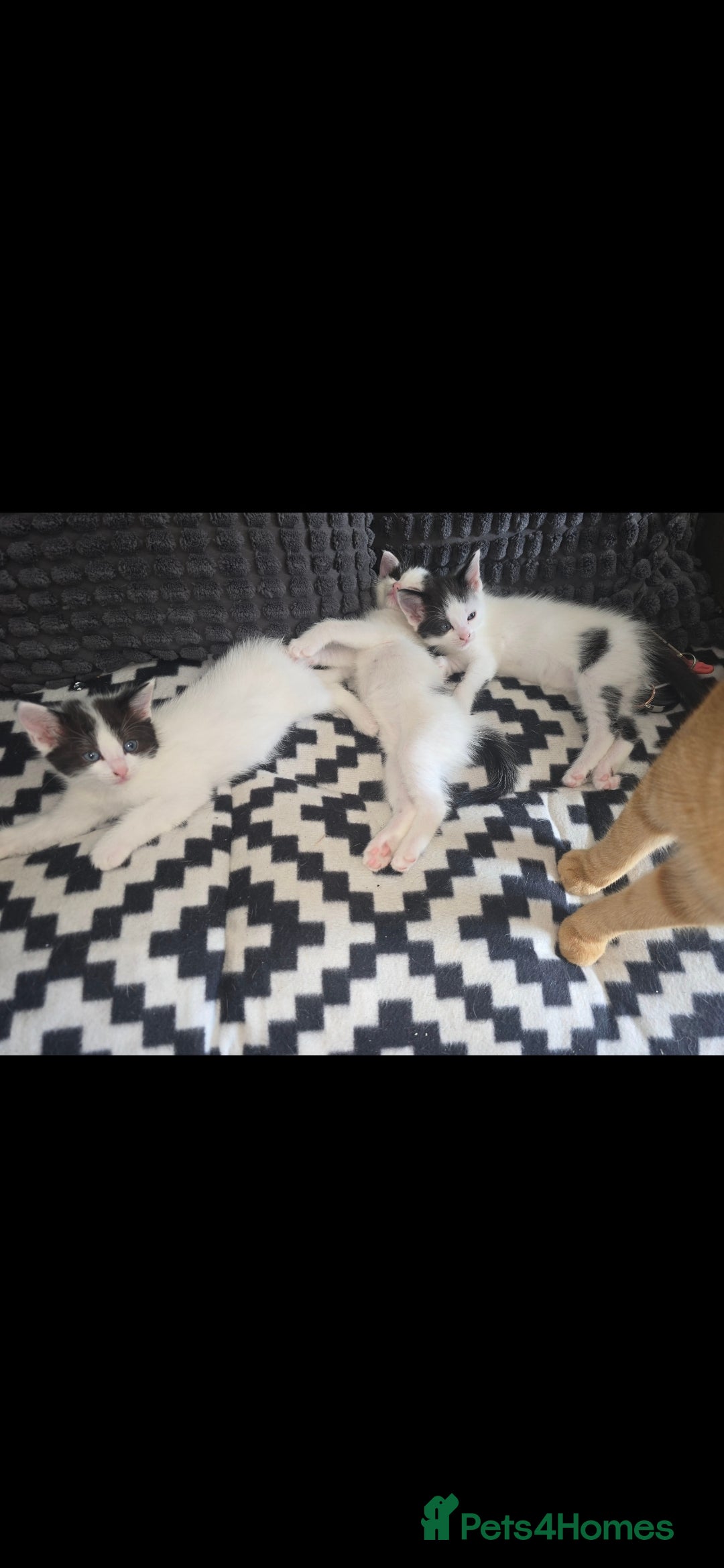 Mixed Breed cats for sale: Domestic short hair x Ragdoll - Image 2